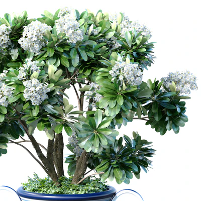 Decorative blooming garden tree with white Plumeria flowers in a vase — Ver 3