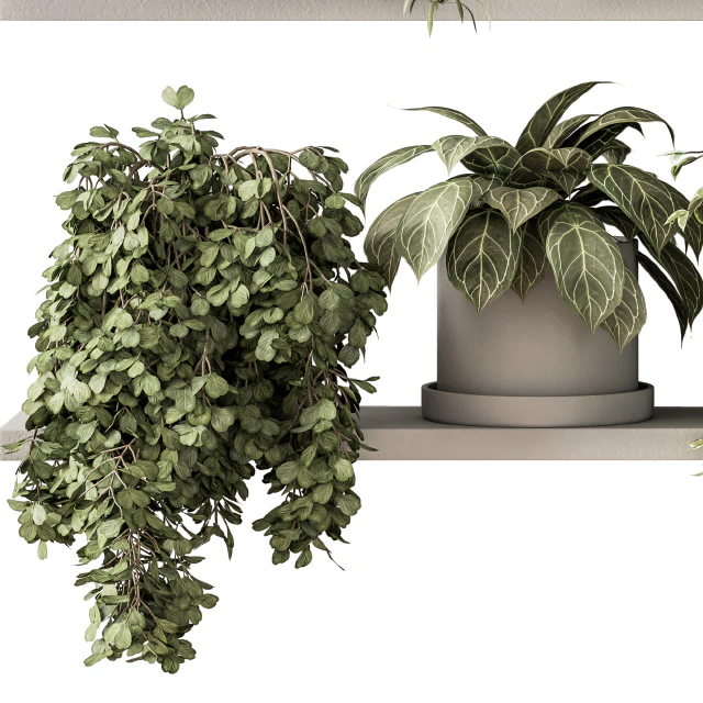 indoor Plant Set 281 - Plant pot on shelves — Descargar