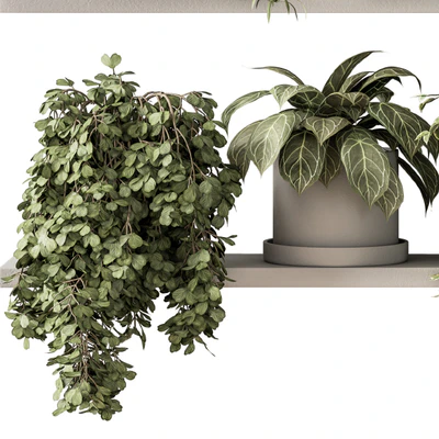 indoor Plant Set 281 - Plant pot on shelves — Ver 7