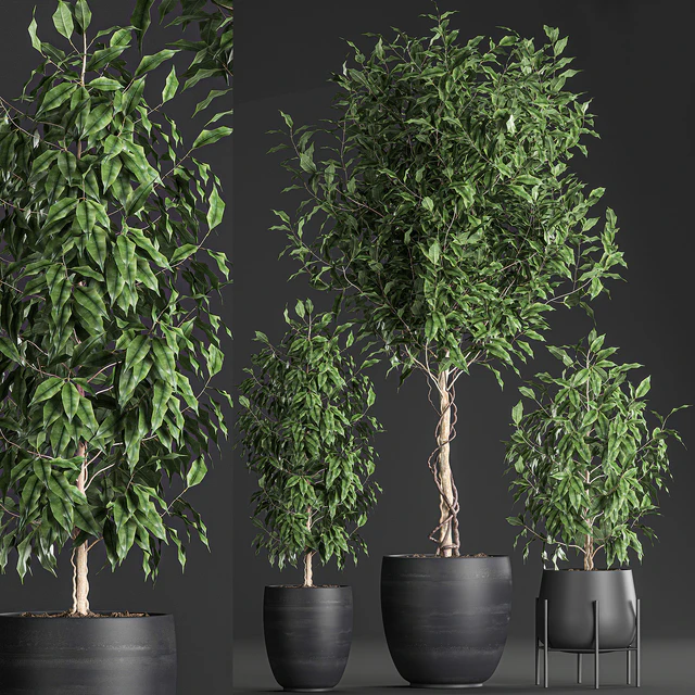 A collection of small beautiful trees in black pots with Ficus Benjamin. Set 553. — Descargar