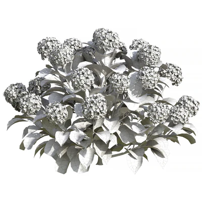 Hydrangea Flowers — Вид 3