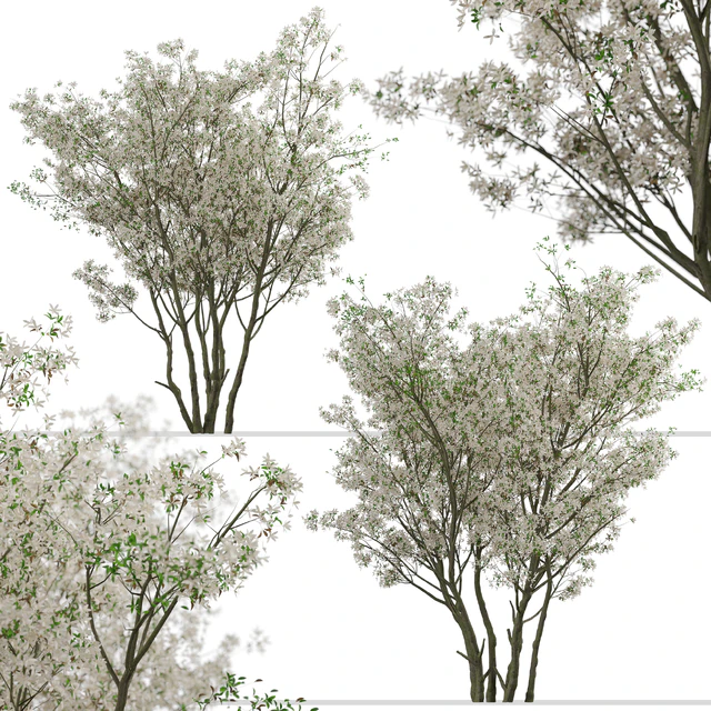 Set of Amelanchier Lamarckii Trees (Juneberry) (2 Trees) — Descargar