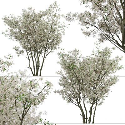 Set of Amelanchier Lamarckii Trees (Juneberry) (2 Trees) — Ver 4