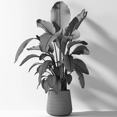 strelitzia plant 02 — Ver 5