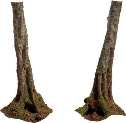 birch tree trunk 001 — Descargar