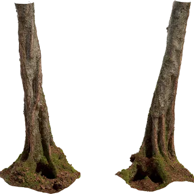 birch tree trunk 001 — Descargar