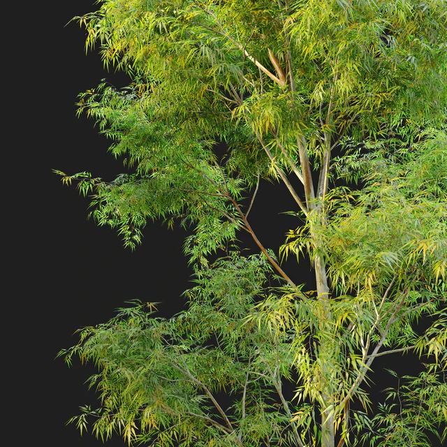 Eucalyptus 2 — Скачать