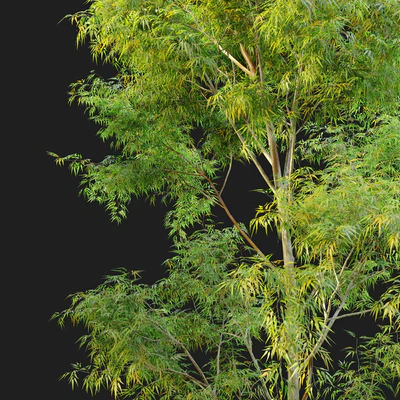Eucalyptus 2 — Вид 5
