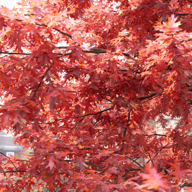 Quercus Rubra — Descargar