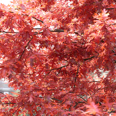 Quercus Rubra — Ver 7