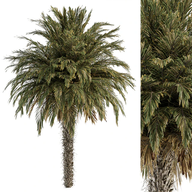 Big palm Date - Tree Set 91 — Descargar