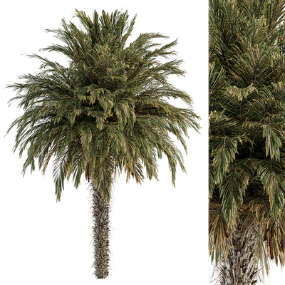 Big palm Date - Tree Set 91 — Ver 1