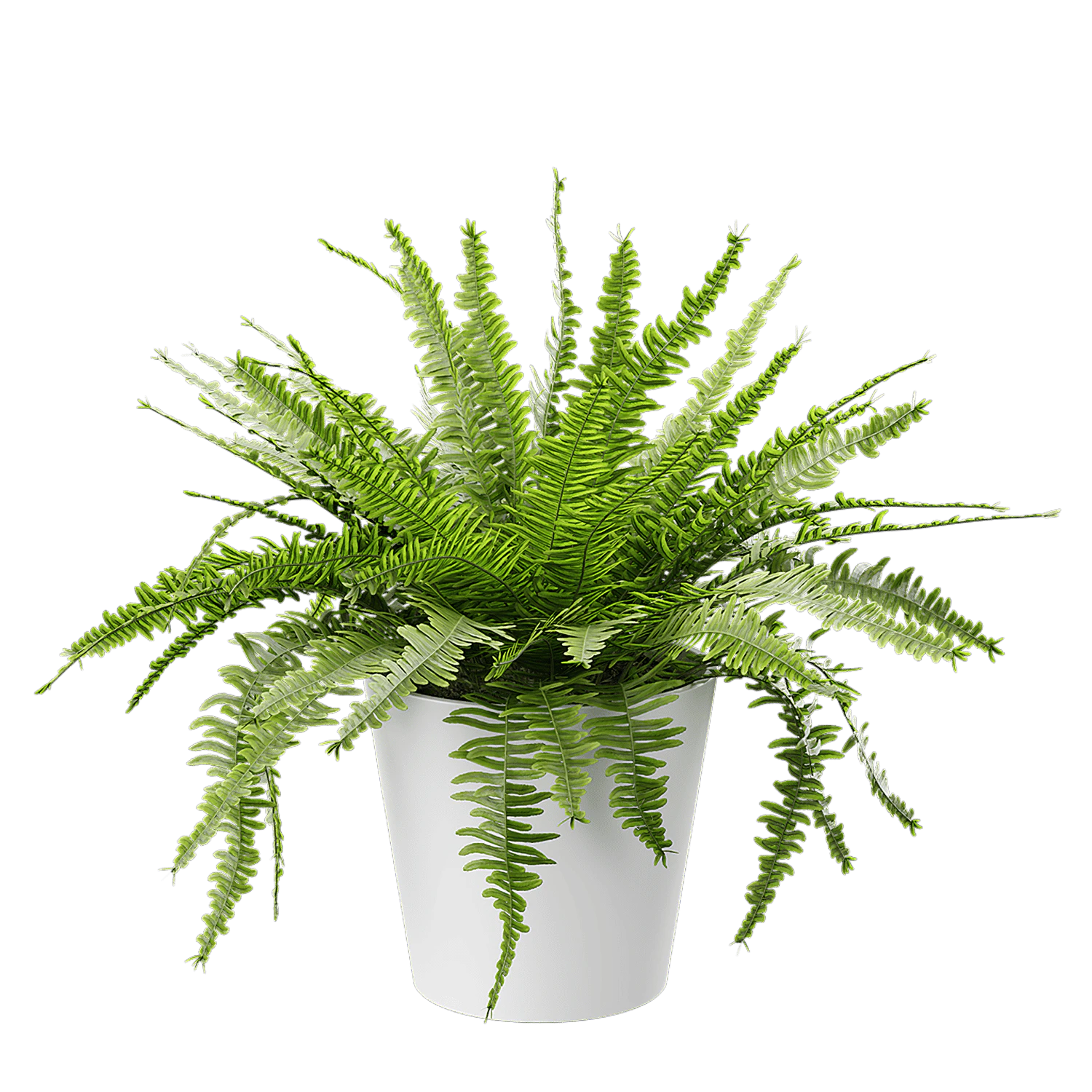 plant boston fern — Скачать