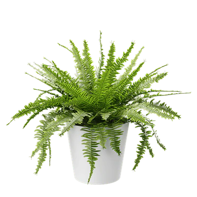 plant boston fern — Скачать