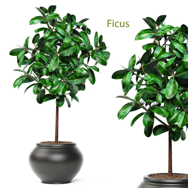 Ficus, ornamental tree, ficus, elastica, pink pot, flowerpot, interior, ficus abidjan — Descargar
