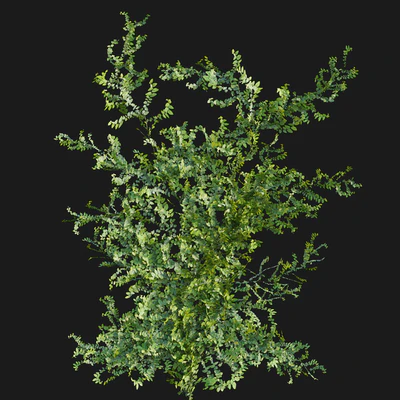 Moraceae - Ficus pumila — Вид 7