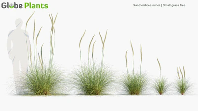 xanthorrhoea minor — download