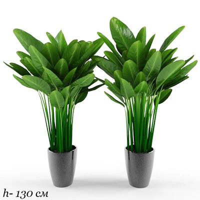 plant — Вид 1