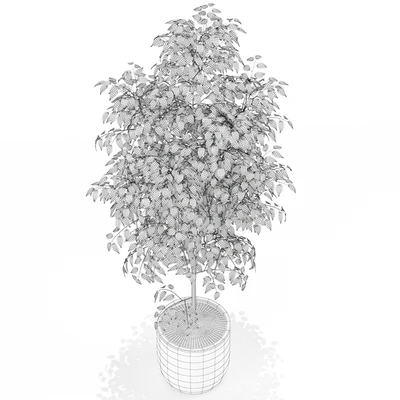 Plants collection 151 — Вид 3