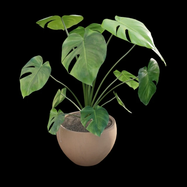 Monstera deliciosa — Скачать
