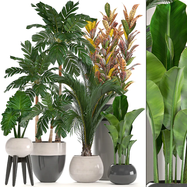 Collection of plants. Hamedorea, banana, croton, alocasia, flowerpot, indoor plants, palm — Descargar