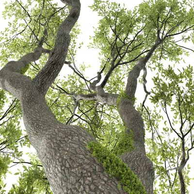 New Plant High detail Angel Oak Live Tree — Вид 5
