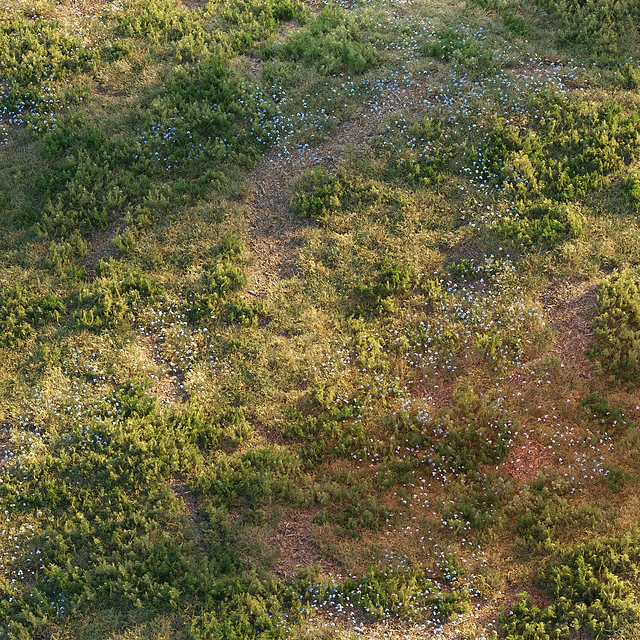 Forest grass — Descargar