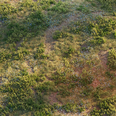 Forest grass — Ver 4