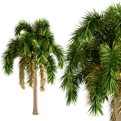 Set of Foxtail Palm Trees (Wodyetia Bifurcata) (3 Trees) — Ver 5