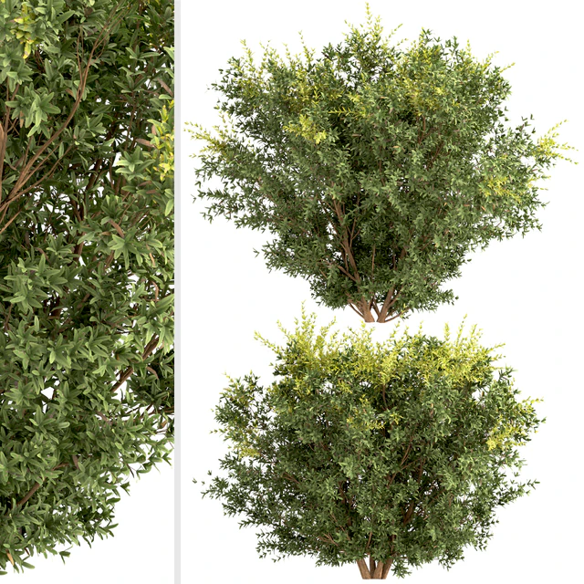 Set of Berberis julianae Shrubs (Wintergreen barberry) (3 Shrubs) — Скачать