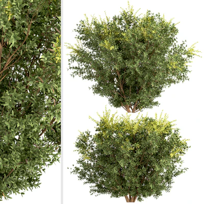 Set of Berberis julianae Shrubs (Wintergreen barberry) (3 Shrubs) — Вид 5
