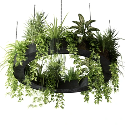 Indoor plants in a hanging ring planter — View 1