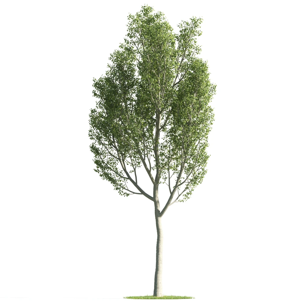 trees 030 — Скачать