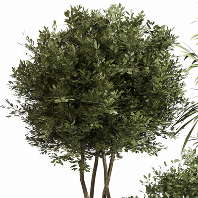 Indoor Plant Set 053 — Вид 4