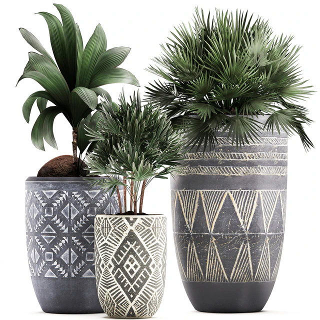 Collection of small plants in ethnic aged pots with coconut nutsifera, fan palm, Rhapis . Set 475. — Descargar