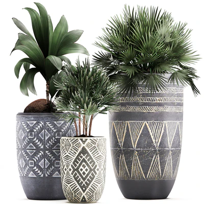 Collection of small plants in ethnic aged pots with coconut nutsifera, fan palm, Rhapis . Set 475. — Ver 1