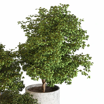 Outdoor plant 05 — Ver 5