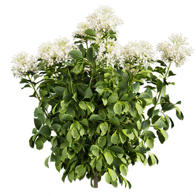 Collection plant vol 570 — Вид 7