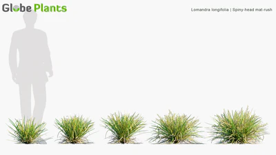 lomandra longifolia — descargar
