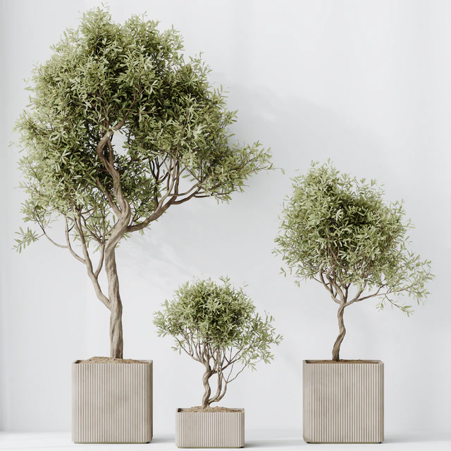 HQ HousePlants Mission Kalamata Leccino Arbequina Wilsonii Chemlali Olive Set 23 — Descargar