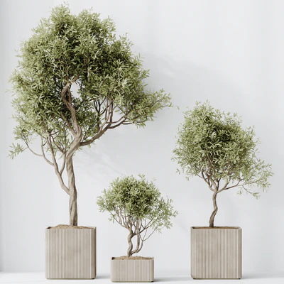 HQ HousePlants Mission Kalamata Leccino Arbequina Wilsonii Chemlali Olive Set 23 — Ver 5