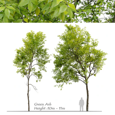 Green Ash (Fraxinus pennsylvanica)  3 — descargar