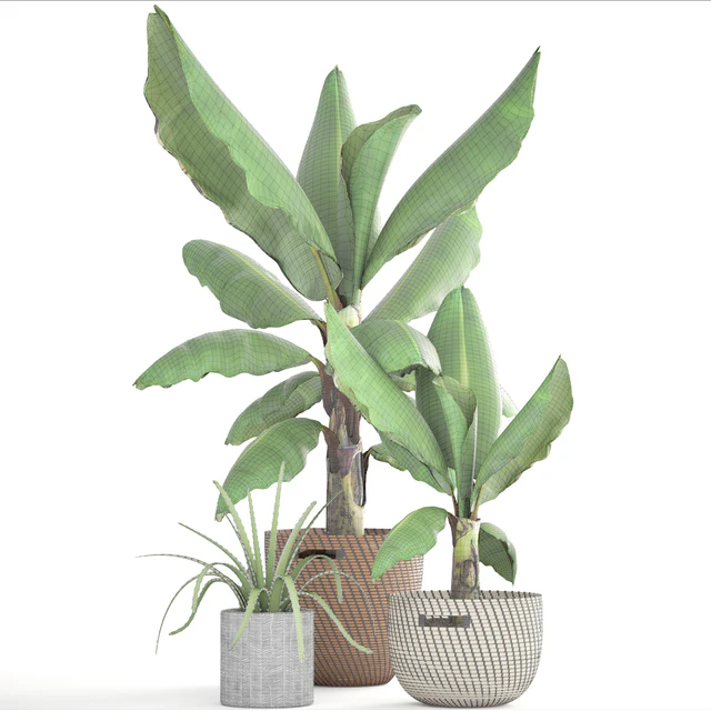 Collection of plants 157. Banana palm, basket, rattan, bush, revenala, decorative, indoor, outdoor — Descargar