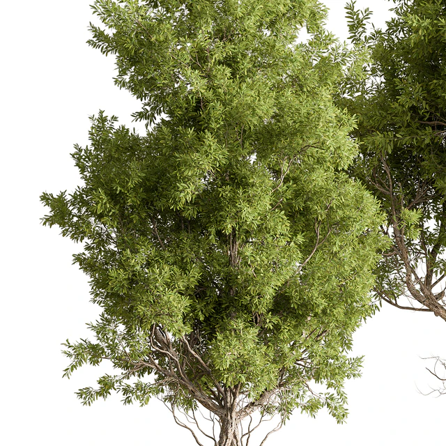 Broadleaf Tree Set 318 — Download
