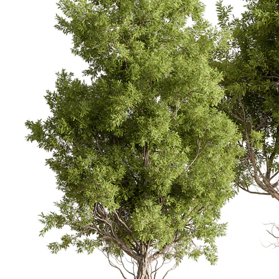 Broadleaf Tree Set 318 — View 5
