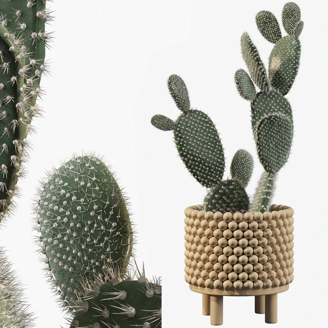 Plants collection 038 - Opuntia microdasys 03 — Descargar