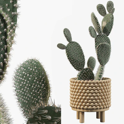 Plants collection 038 - Opuntia microdasys 03 — Ver 1