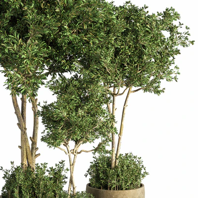 Indoor Plant Set 25 — Ver 4
