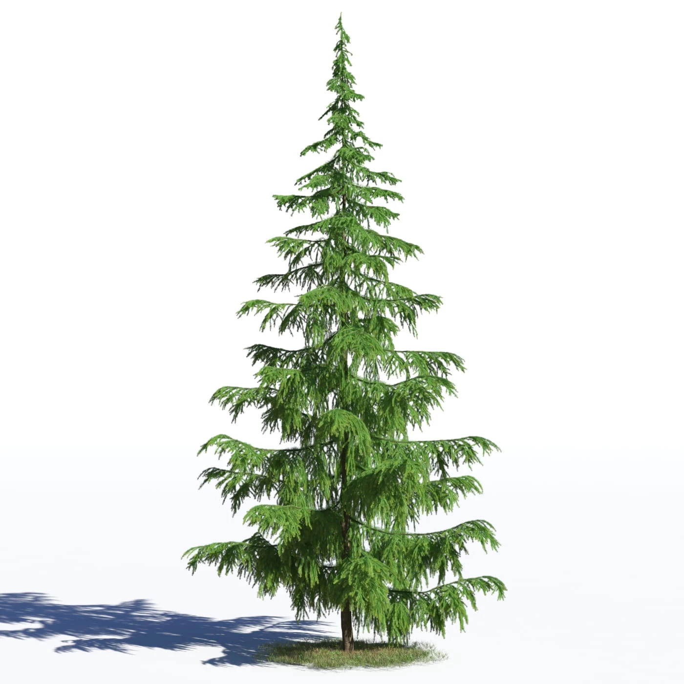 coniferous trees 037 — Скачать