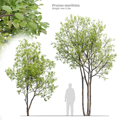 Prunus maritima — Ver 1
